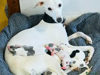 Whippet dogs Whippet puppies for sale - Advert 5