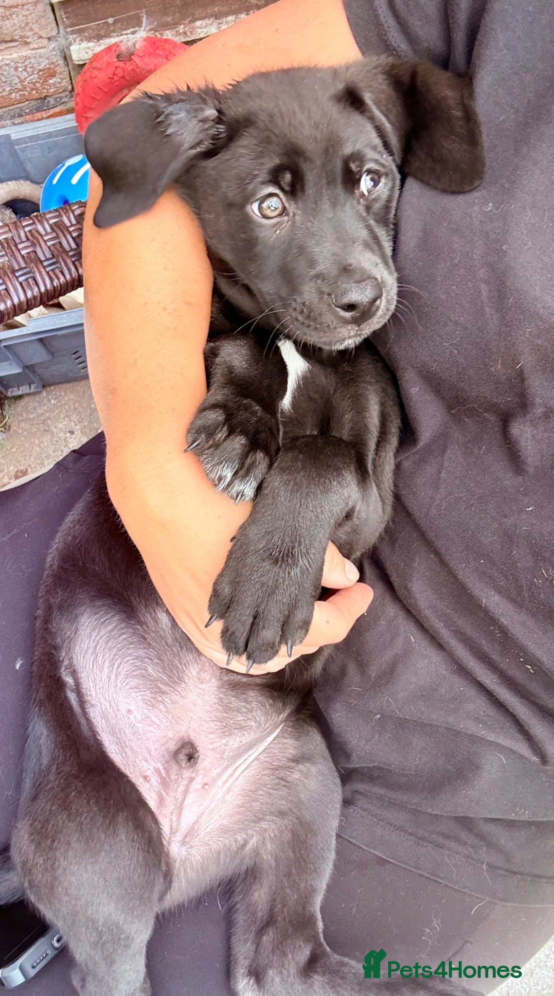 Mixed Breed dogs ReadyNow🏡Siberian Shepsky x Weimaraner Pups ❤️ - Advert 2