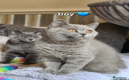 British Shorthair cats for sale: GCCF Lilac Blue & Bicolor quality BSH kittens  - Image 14