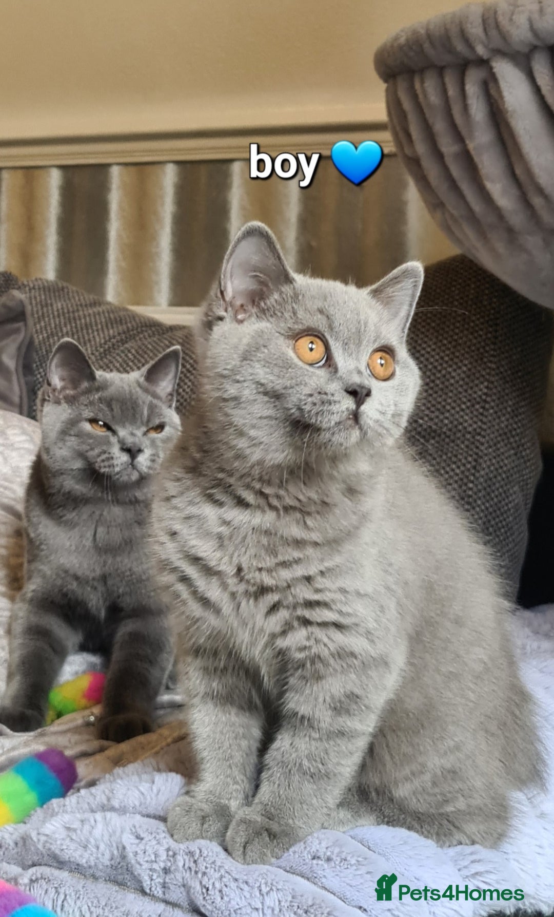 British Shorthair cats for sale: GCCF Lilac Blue & Bicolor quality BSH kittens  - Image 14