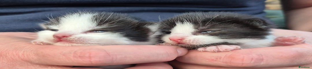 Mixed Breed Kitten 3