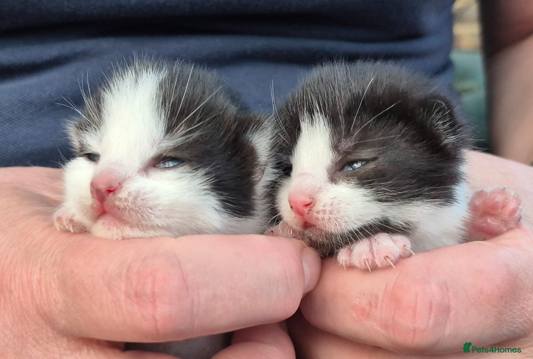 Mixed Breed cats for sale: Beautiful Tame Kittens Tabby Black White - Image 6