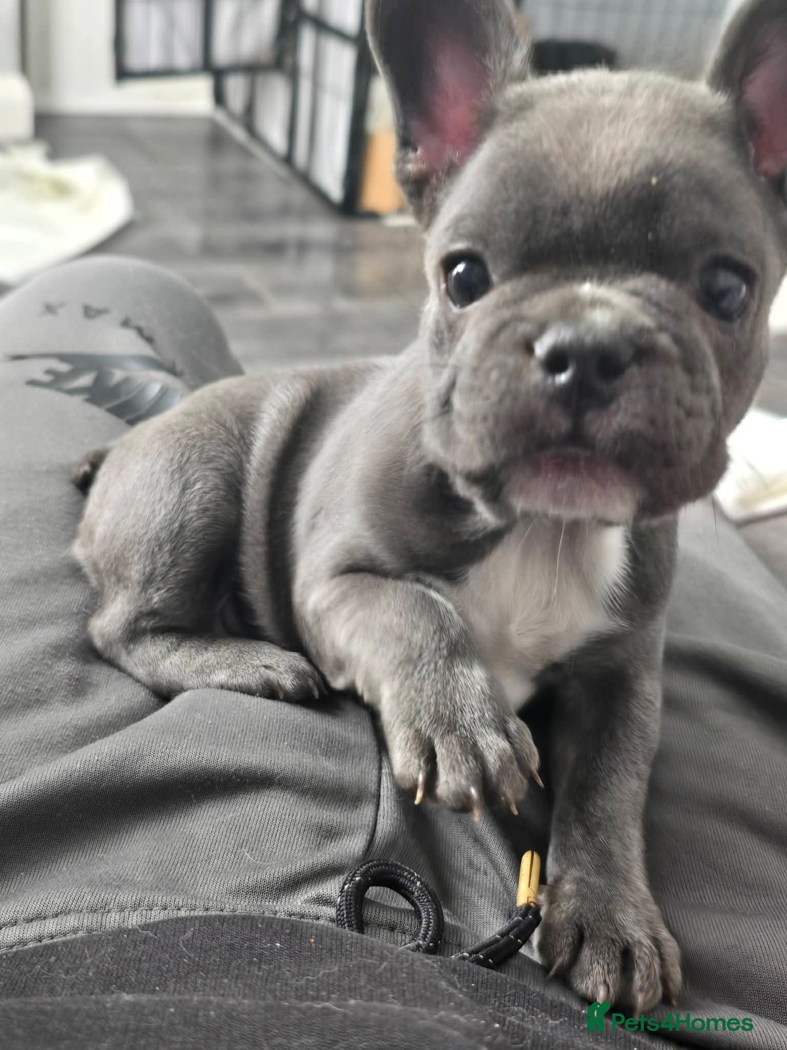 French Bulldog dogs French Bulldog Puppy - Advert 2