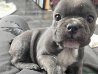 French Bulldog dogs French Bulldog Puppy - Advert 13