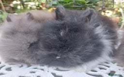 Angora rabbits for sale: STUNNING TEDDYDWERG BABIES  - Image 3