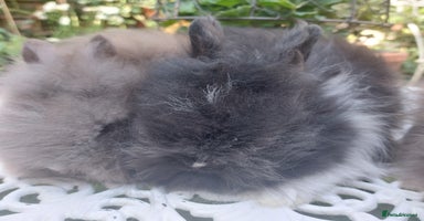 Angora rabbits - Advert 2