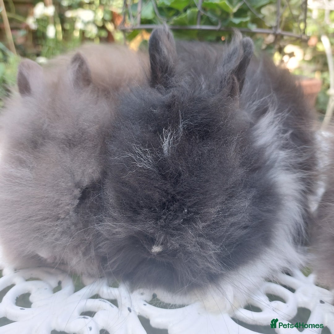Angora rabbits for sale: STUNNING TEDDYDWERG BABIES  - Image 3