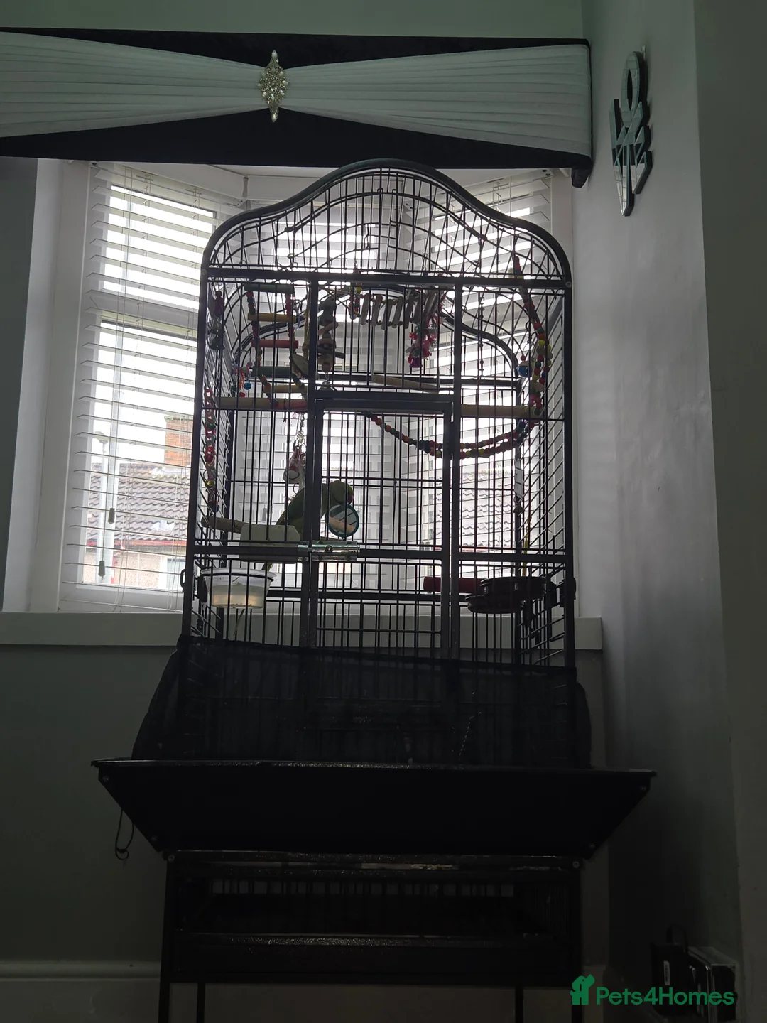 Ringnecks birds for sale: Green RingNeck Parrot - Advert 8