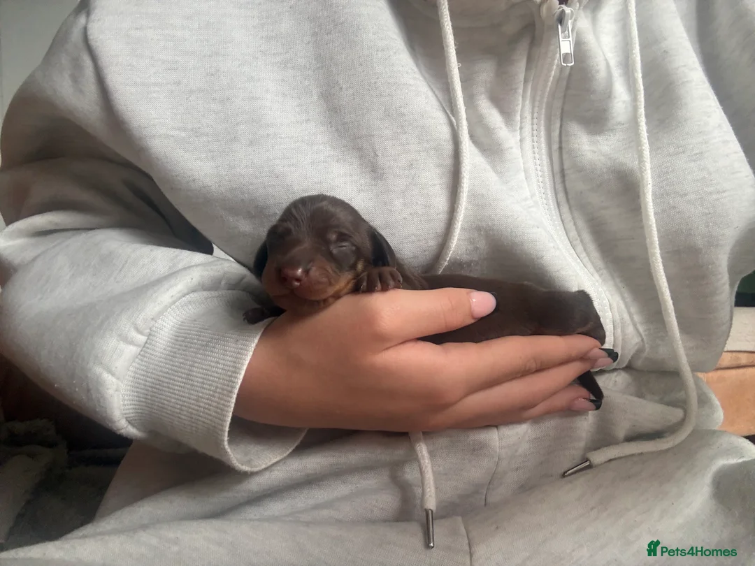 Miniature Dachshund dogs for sale: Miniature dachshund puppies  - Advert 5