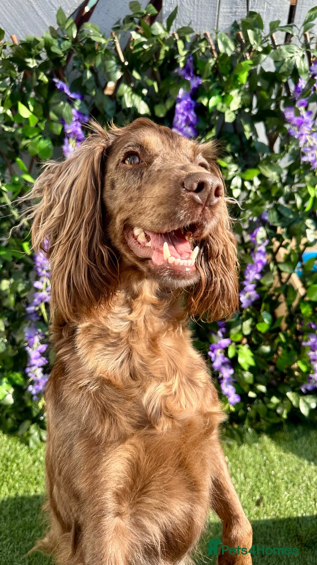 Cocker Spaniel dogs for sale: Beautiful Merle cocker spaniel - Advert 2