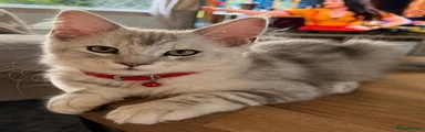 Maine Coon 4