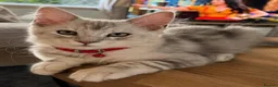 Maine Coon cats for sale: Registered with tica - Advert 15