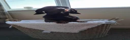Miniature Dachshund dogs for sale: Mabli for a loving home - Advert 2