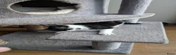 Mixed Breed cats for sale: FEMALE KITTEN in need of a loving forever home . - Advert 3