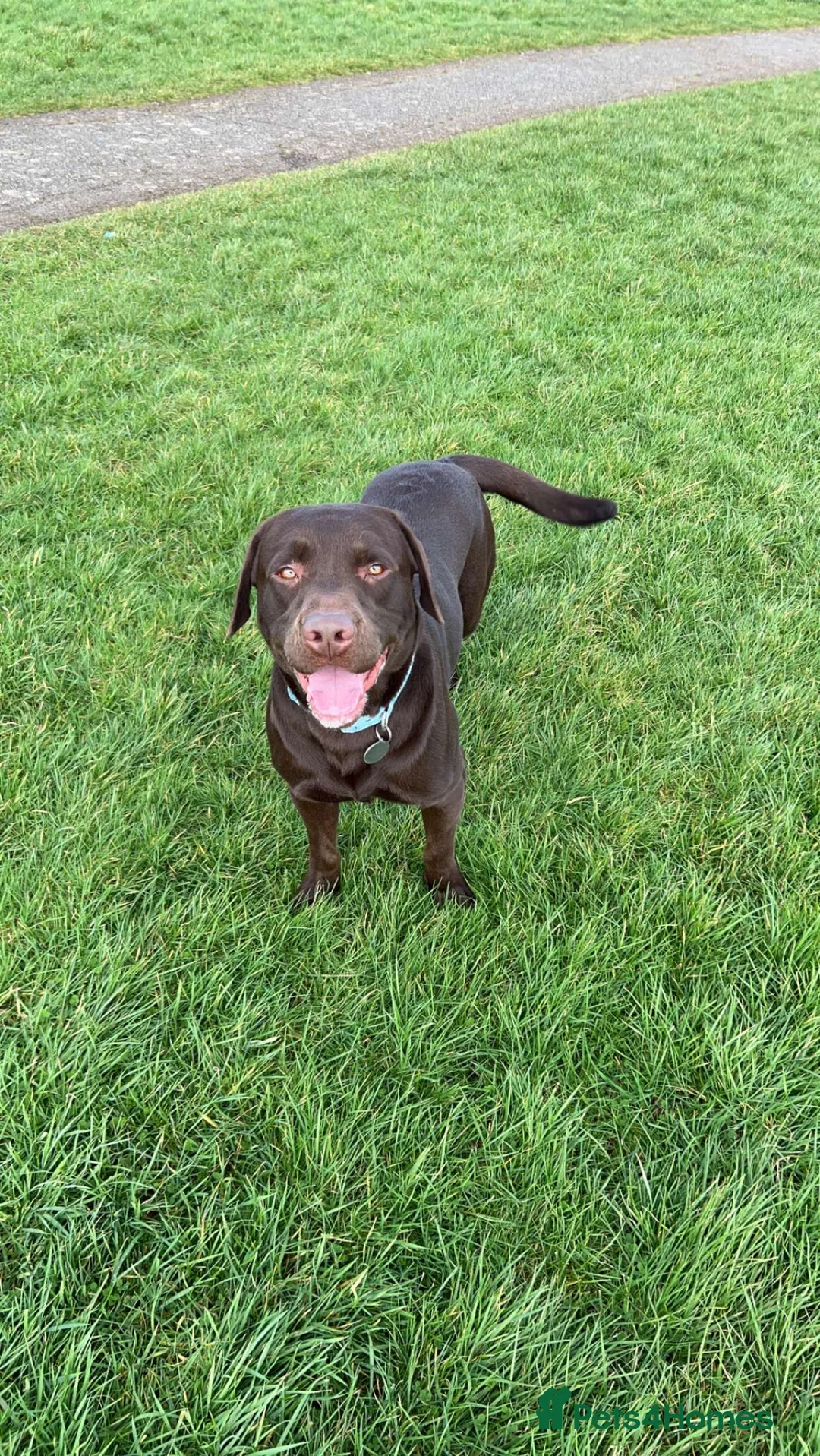 Labrador Retriever dogs for stud: Beautiful Chocolate Lab for stud in Flint - Advert 7