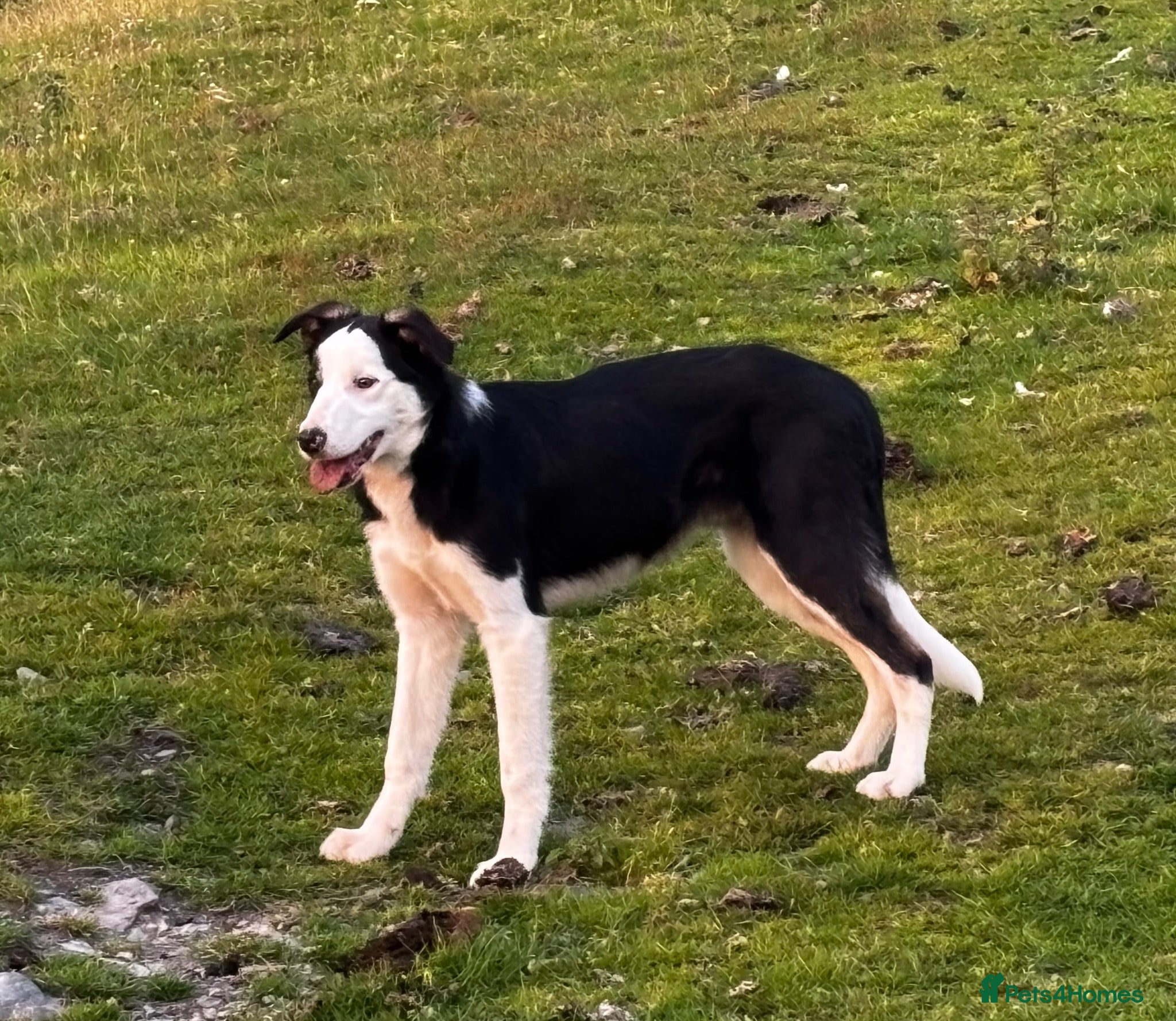 Border Collie dogs 8 month old Border Collie Male - Advert 2