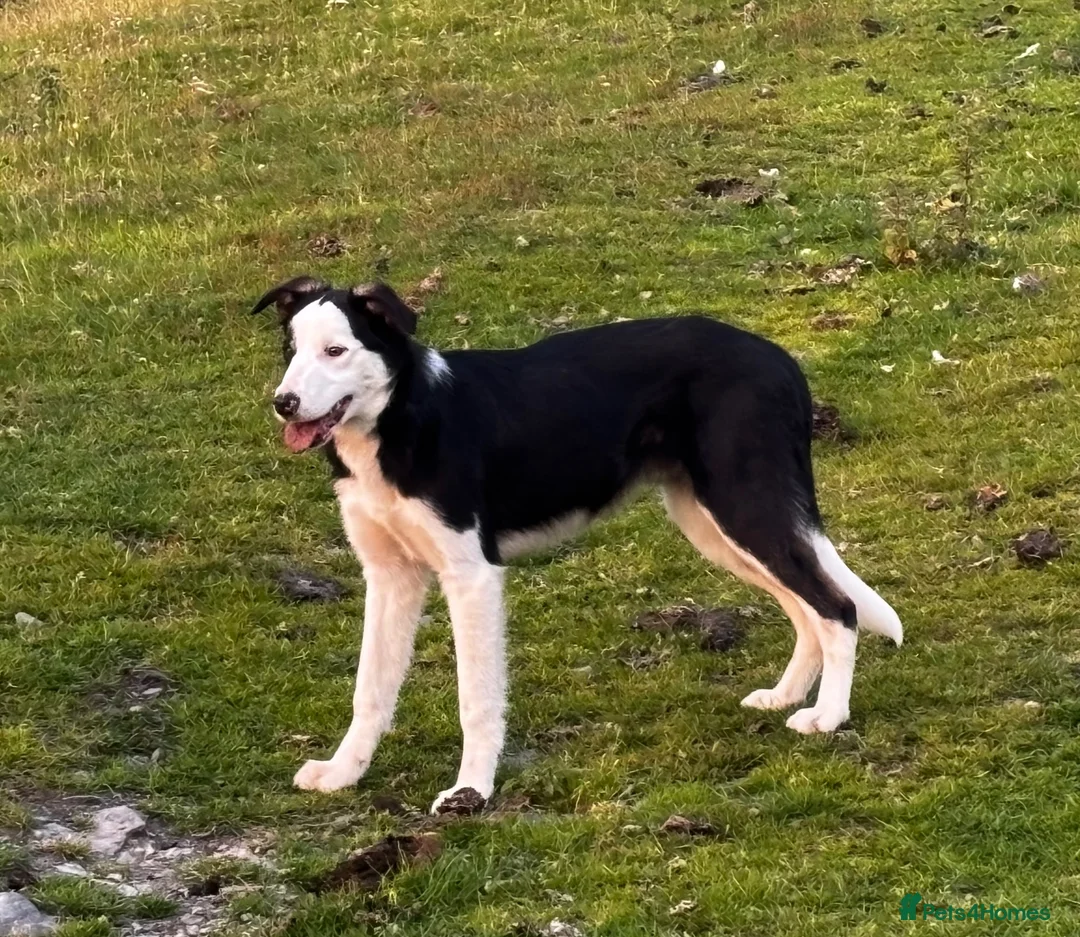 Border Collie dogs for sale: 8 month old Border Collie Male - Advert 2
