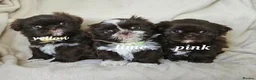 Shih Tzu dogs for sale: Chocolate imperial girls - Advert 8
