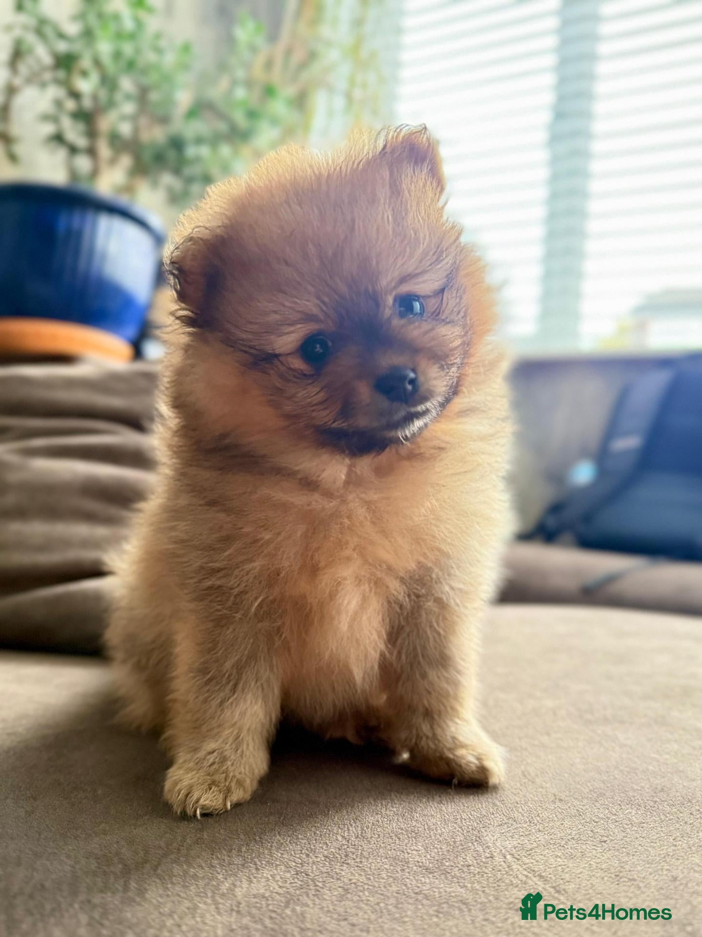 Pomeranian dogs Pomeranian puppies for sale  - Advert 1