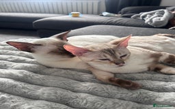 Siamese cats for sale: 🧬F1 BENAMESE KITTENS🧬 1 LITTLE BOY LEFT - Image 7