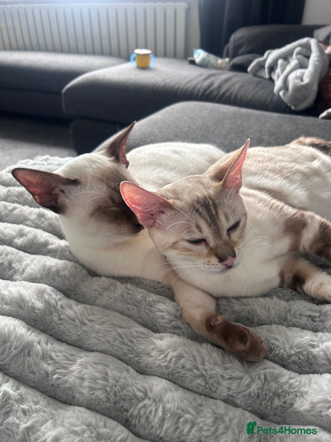 Siamese cats for sale: 🧬F1 BENAMESE KITTENS🧬 1 LITTLE BOY LEFT - Image 7