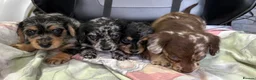 Doxiepoo dogs for sale:  *4LEFT* DOXIEPOOS BOTH PARENTS HEALTH TESTED  - Advert 7