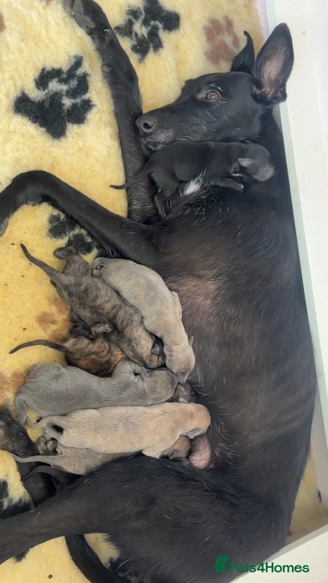 Mixed Breed dogs for sale: Whippet x lurcher puppies  - Advert 2