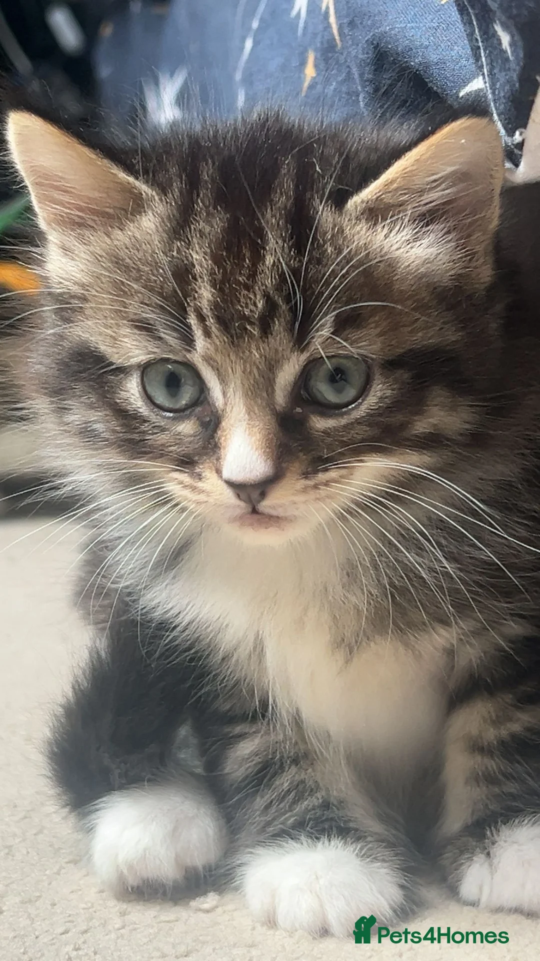 Mixed Breed cats for sale: 4 beautiful kittens  - Advert 6