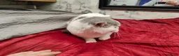 Scottish Fold cats for sale: Scottish fold queen - Advert 4