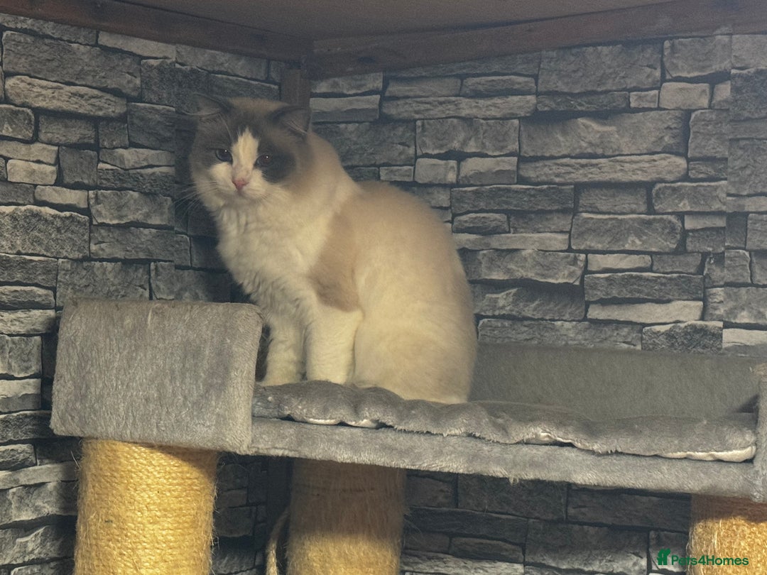 Ragdoll cats for stud: GCCF & TICA BLUE BICOLOUR RAGDOLL STUD  in Gravesend - Image 5