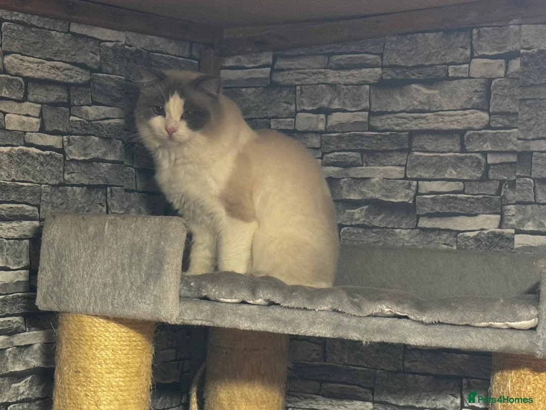 Ragdoll cats for stud: GCCF & TICA BLUE BICOLOUR RAGDOLL STUD  in Gravesend - Advert 5