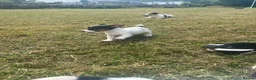 Jack Russell dogs for sale: Gorgeous Jack Russell Puppies  - Advert 25