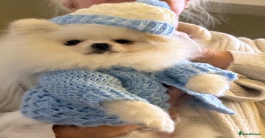 Pomeranian dogs White KC Pomeranian for stud only - Advert 9