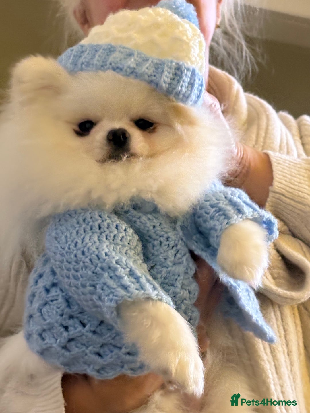 Pomeranian dogs for stud: White KC Pomeranian (Stud)  - Advert 10