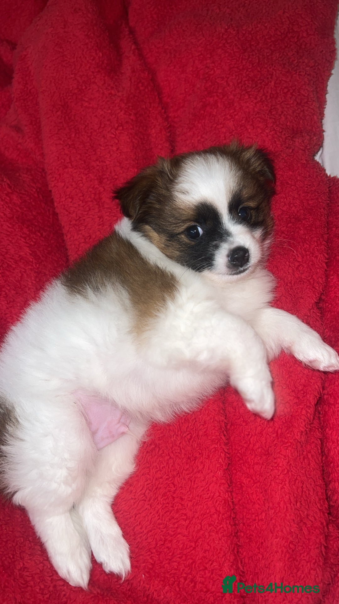 Mixed Breed dogs for sale: Male puppy for sale - Advert 3