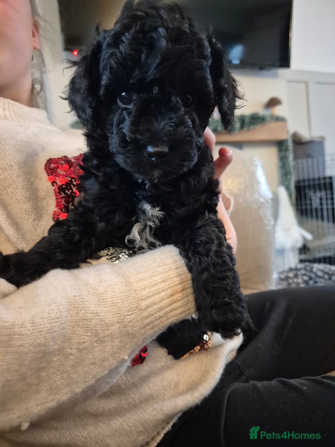 Miniature Poodle dogs for sale: All have been reserved! miniature poodle left - Advert 2