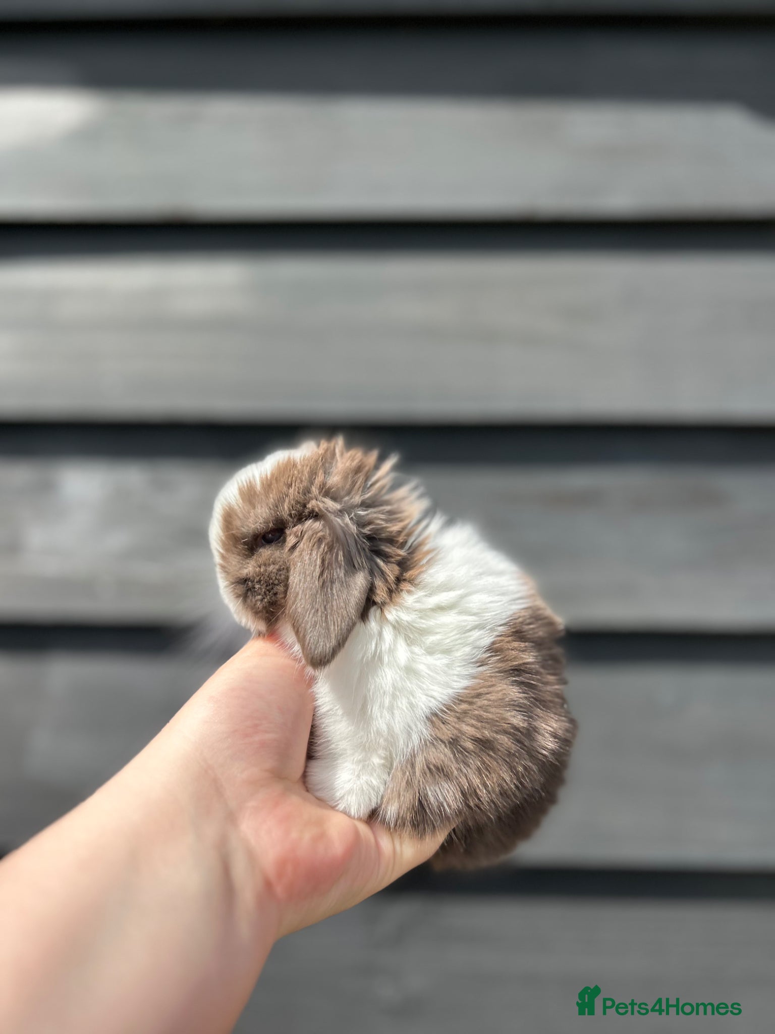 Mini Lop rabbits Chocolate Split Minilop Buck Available  - Advert 1