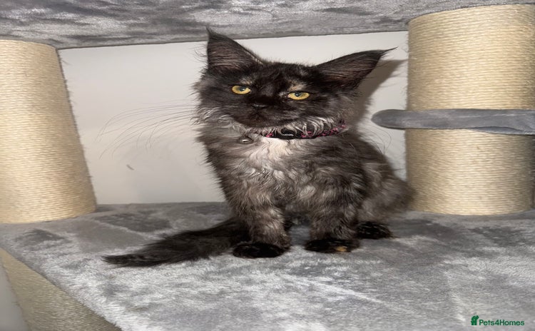 Maine Coon cats - Advert 7