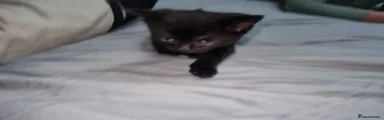 Mixed Breed Kitten 3
