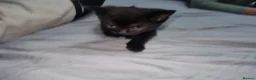 Mixed Breed cats for sale: Lovely mixed breed kittens black and black/white - Advert 11