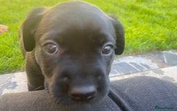 Labrador Retriever dogs for sale: Beautiful Labrador Puppies – 5 Girls & 3 Boys - Image 18