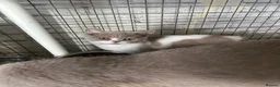 British Shorthair cats for sale: British shorthair kittens top pedigree reduced !  - Advert 3