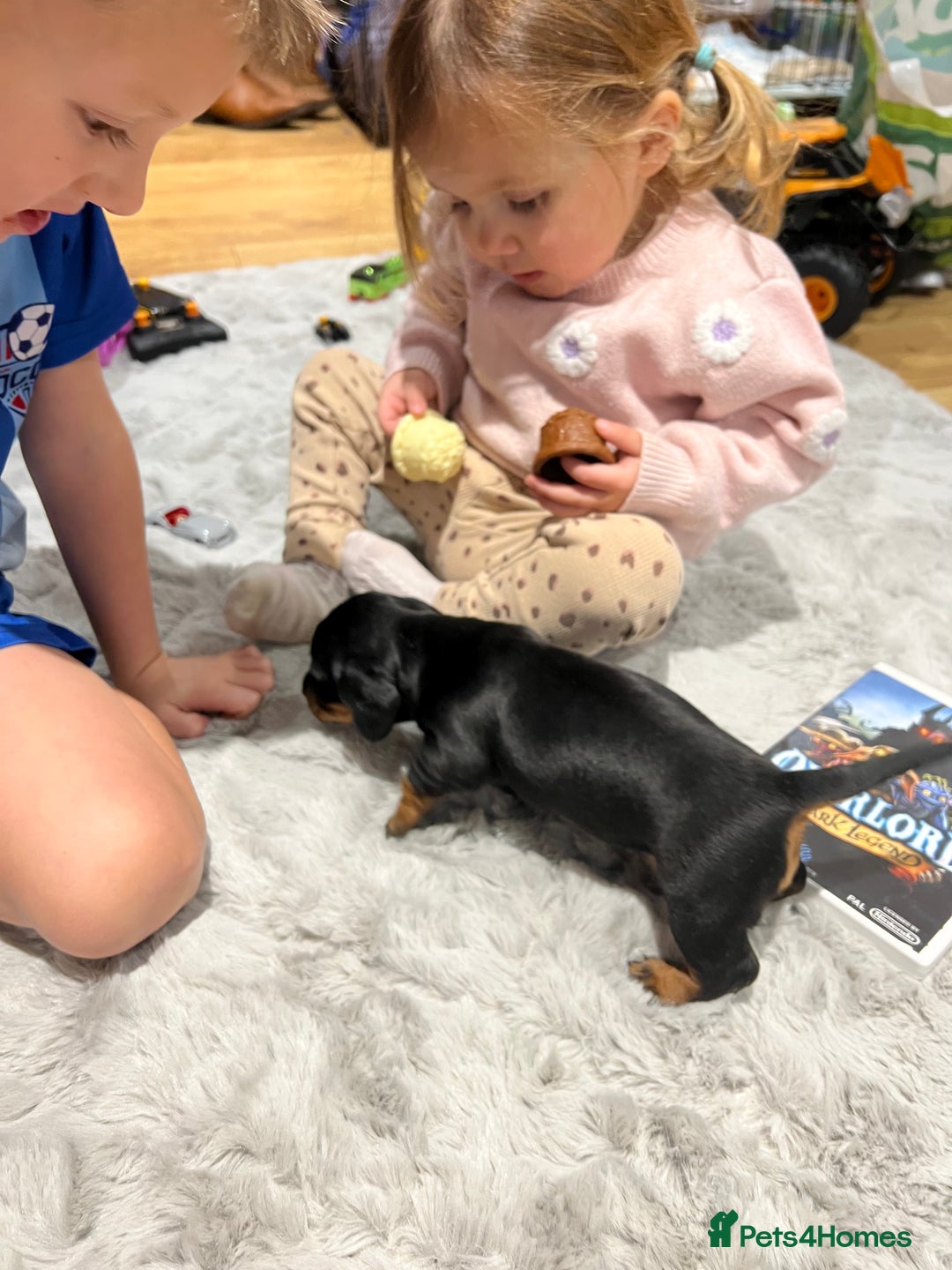 Miniature Dachshund dogs for sale: **Exceptionally well Raised Miniature Dachshunds** - Advert 34