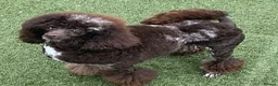 Cockapoo dogs for sale: Beautiful litter of F1 Cockapoo's - Advert 9