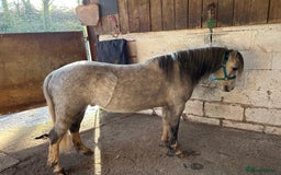 Welsh Section A horses for sale: Super pony ready for new family  - Image 4
