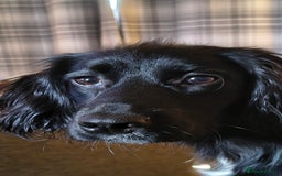 Sprocker dogs for sale: Stephen bray - Image 1