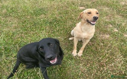 Labrador Retriever dogs for sale: Beautiful Health Checked Female KC Reg Lab Pup - Image 16