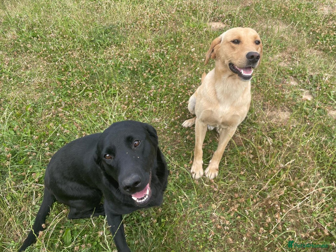 Labrador Retriever dogs for sale: Beautiful Health Checked Female KC Reg Lab Pup - Image 16