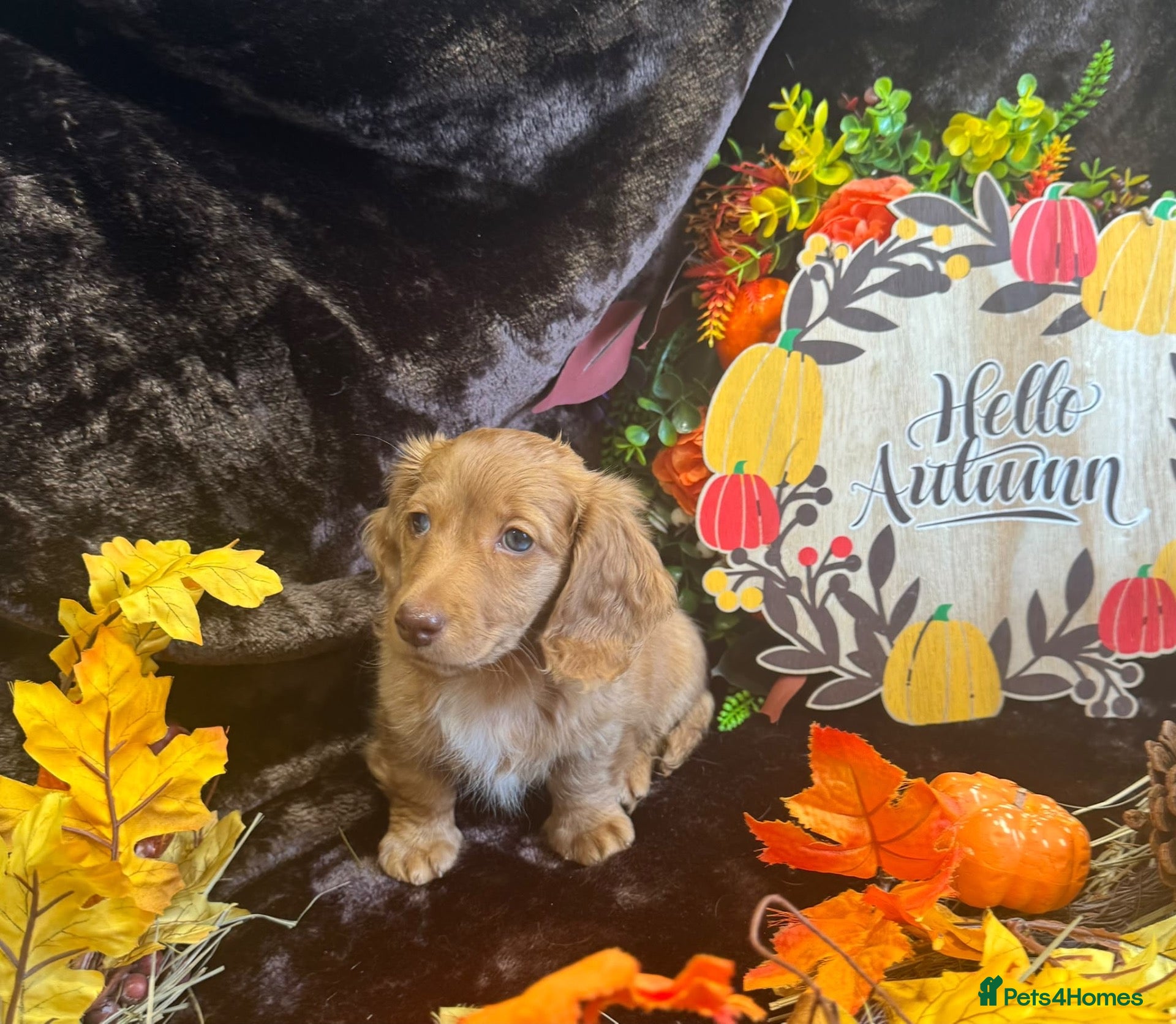 Miniature Dachshund dogs STUNNING KC LONG HAIRED MINIATURE DACHSHUND PUPS💕 - Advert 15