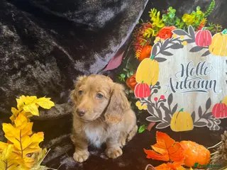 Miniature Dachshund dogs STUNNING KC LONG HAIRED MINIATURE DACHSHUND PUPS💕 - Advert 15